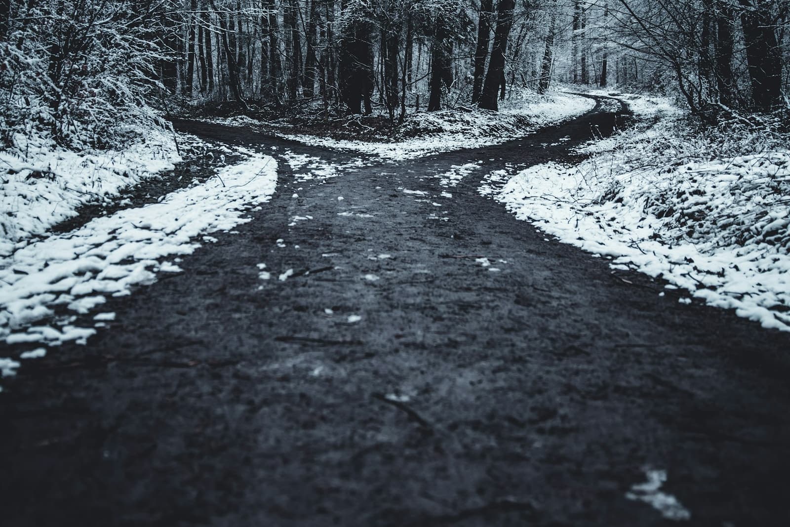 A forest road in winter that splits into two paths